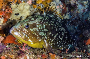 Grouper, night dive by Marco Gargiulo 